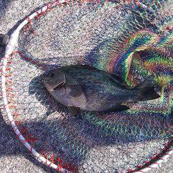 メジナ27cmゲット!