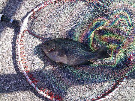 メジナ27cmゲット!