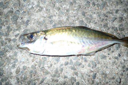 アジング絶好調！