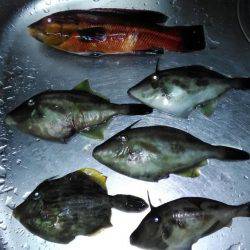 カワハギが釣りたくて