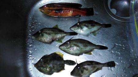 カワハギが釣りたくて