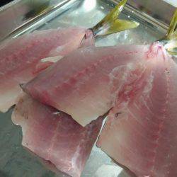 初の神戸沖堤で大アジゲット！