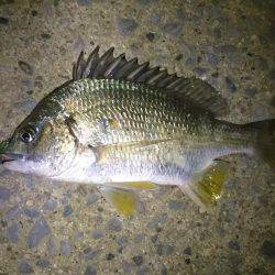 アジ サバ キビレ ガシラ