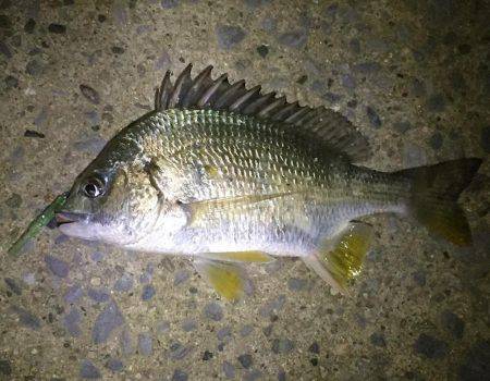 アジ サバ キビレ ガシラ