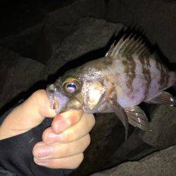 ワインドのちアジング