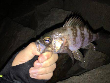 ワインドのちアジング