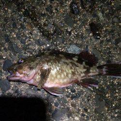 沖向きテトラへ