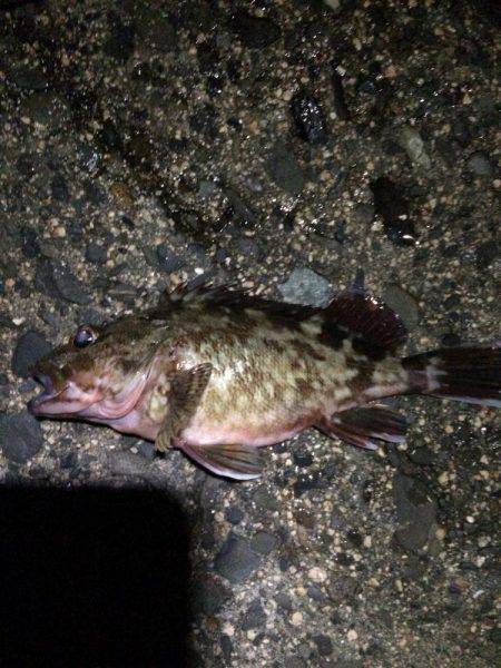 沖向きテトラへ