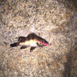 メバリングでシーバス！