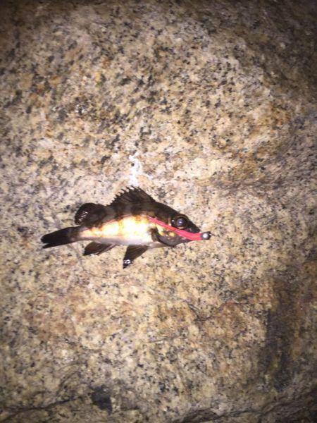 メバリングでシーバス！