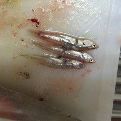 タチウオ高活性