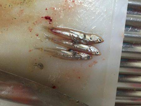 タチウオ高活性