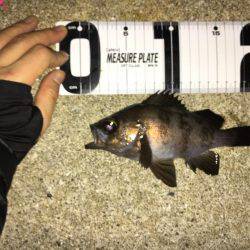 アジング→メバリング