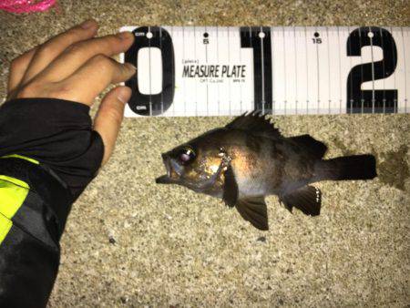 アジング→メバリング