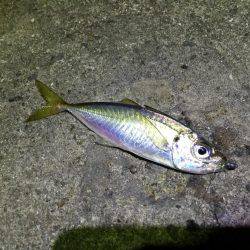 メバリング&アジング釣行