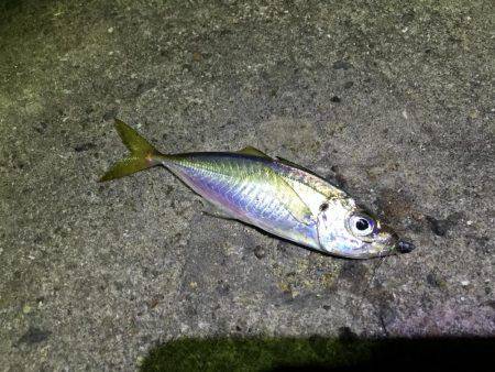 メバリング&アジング釣行