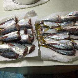 今日も爆釣(^^)/