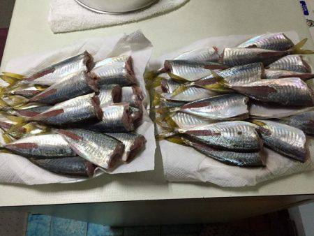 今日も爆釣(^^)/