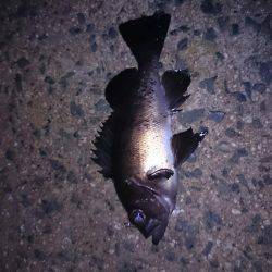 エギングからのメバリング