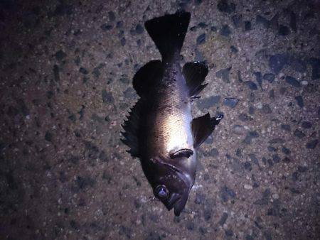 エギングからのメバリング