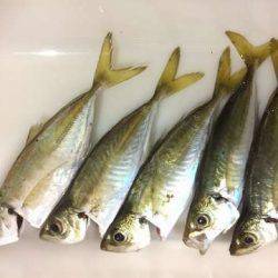 明暗の境目だけでバイトが連発