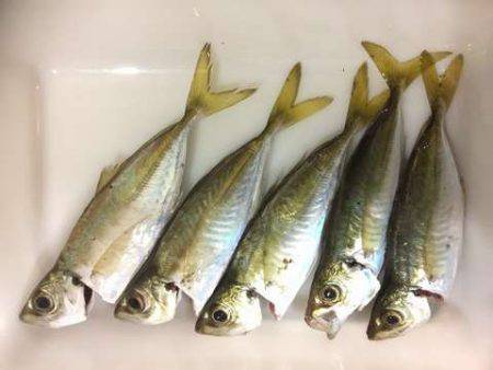 明暗の境目だけでバイトが連発