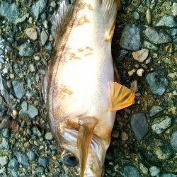 アオリのちメバリング~♪