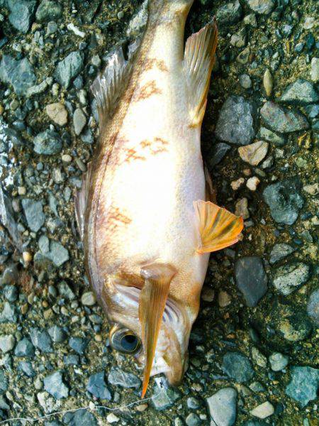 アオリのちメバリング~♪