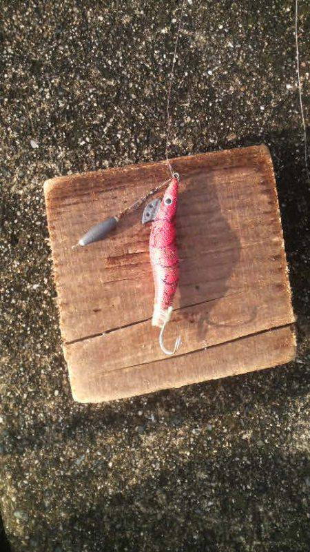 コウイカは今年４匹目です。