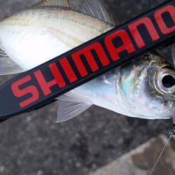 ギリギリ中!?アジングちょうさっ!