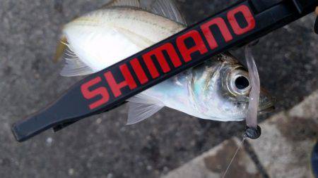 ギリギリ中!?アジングちょうさっ!