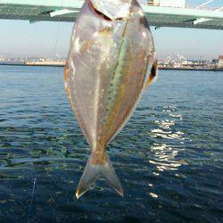 舞洲ルアーフィッシング