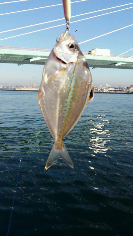 舞洲ルアーフィッシング