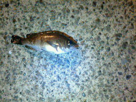 夕方からのメバル