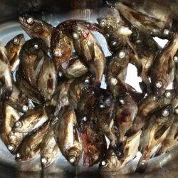 爆釣メバリング!!