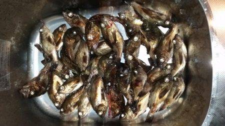 爆釣メバリング!!