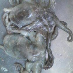 今日はタコ2匹きでした(^^♪