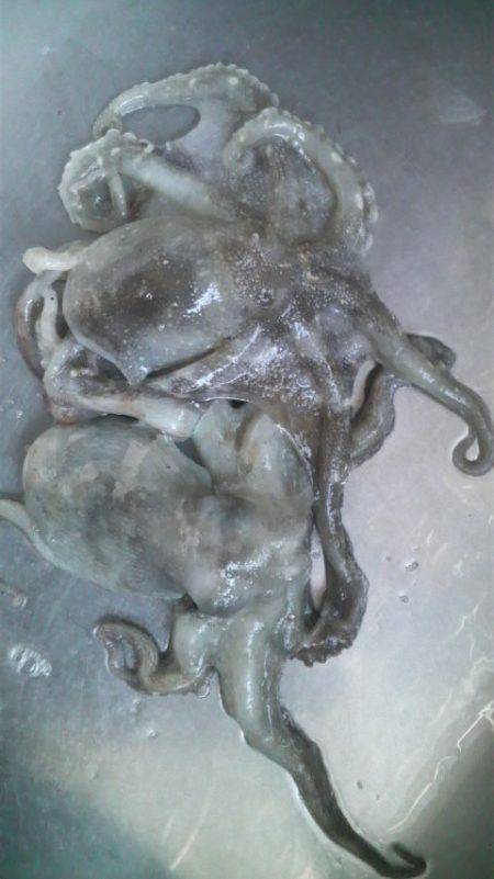 今日はタコ2匹きでした(^^♪