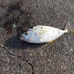 何とか五目達成♪