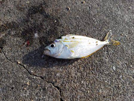 何とか五目達成♪