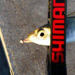 まだ居るの！？アジング