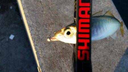 まだ居るの！？アジング