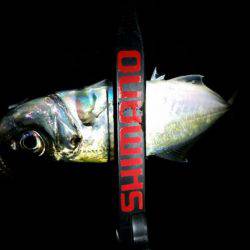 やっとでたー！旨アジー！！