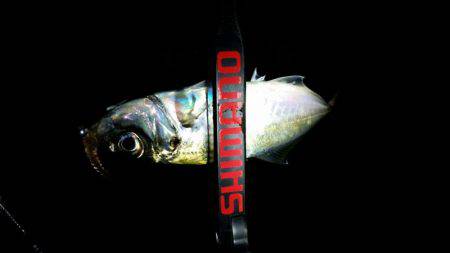 やっとでたー！旨アジー！！