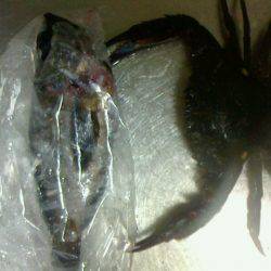 あれこれ仕掛は車に積み込んでおくべきかな