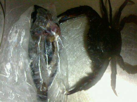 あれこれ仕掛は車に積み込んでおくべきかな