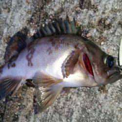 釣り納めメバリング