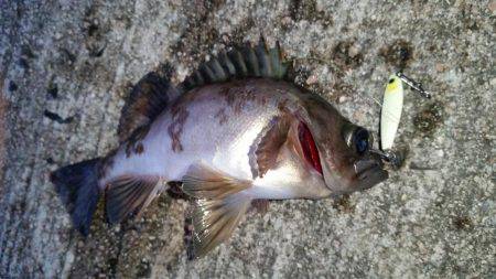 釣り納めメバリング