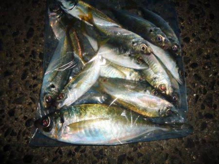 ようやくのジャンボ！