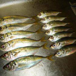 しんどいアジング